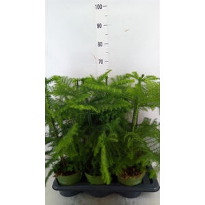 Araucaria heterophylla