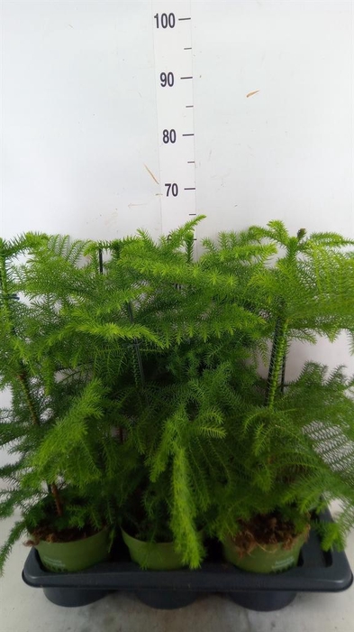 <h4>Araucaria heterophylla</h4>