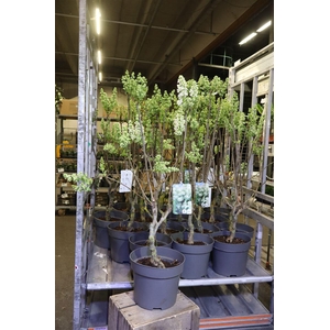 Syri V Mme F Stepman