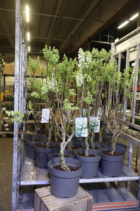 <h4>Syri V Mme F Stepman</h4>