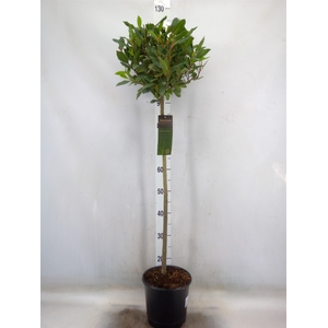 Laurus nobilis