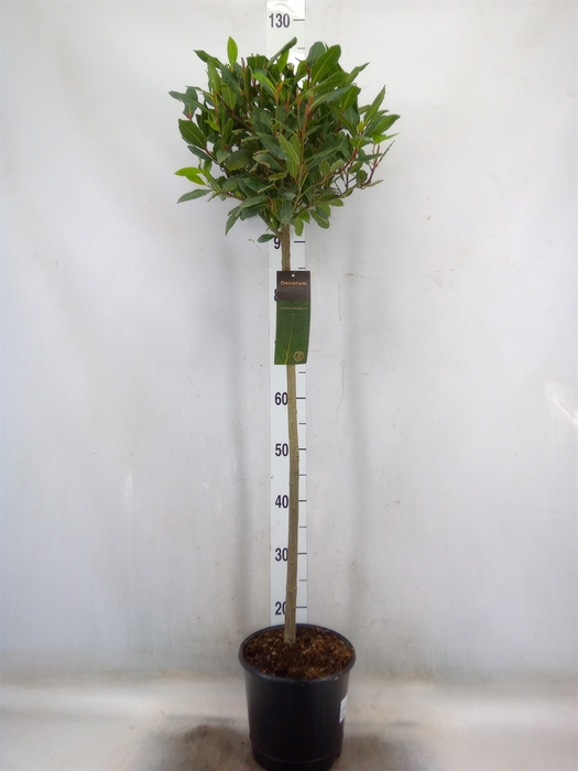 <h4>Laurus nobilis</h4>