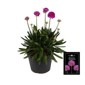 Armeria pseud. 'Dreameria Sweet Dr'