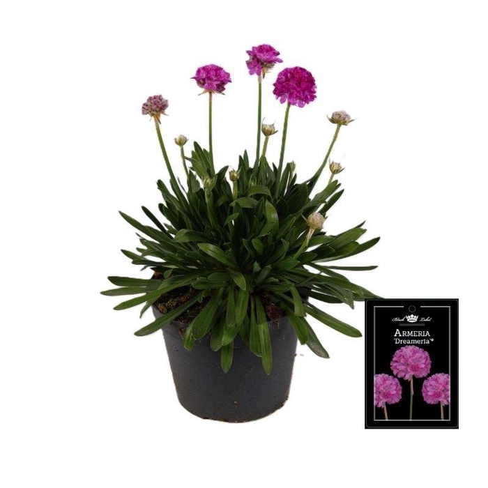<h4>Armeria pseud. 'Dreameria Sweet Dr'</h4>