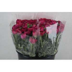 Ran Elegance Hot Pink