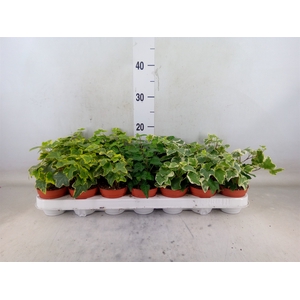 Hedera   ...mix