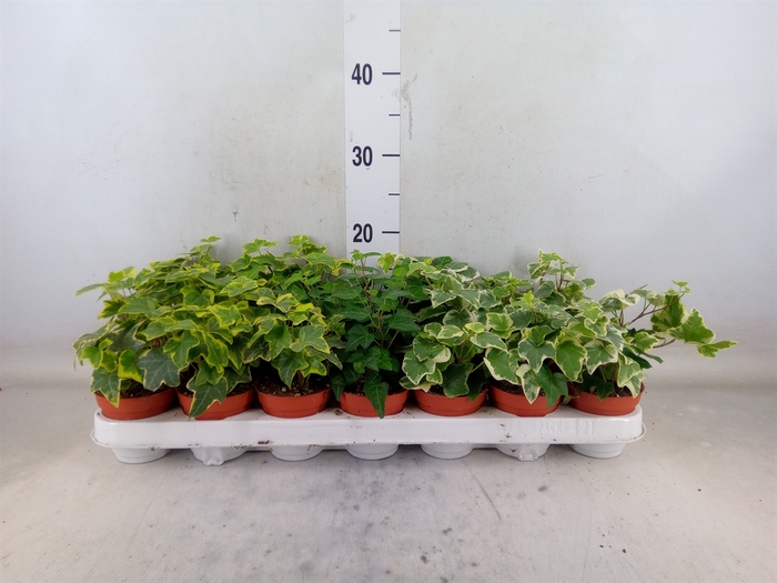 <h4>Hedera   ...mix</h4>