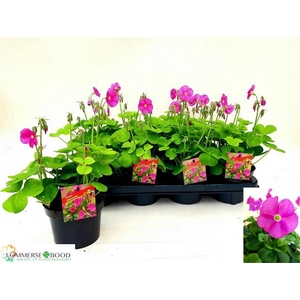 OXALIS BOW AMARANTHA