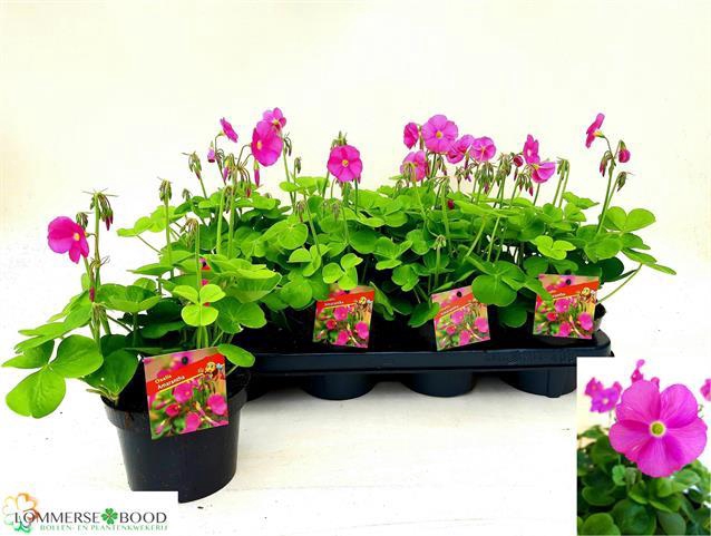 OXALIS BOW AMARANTHA