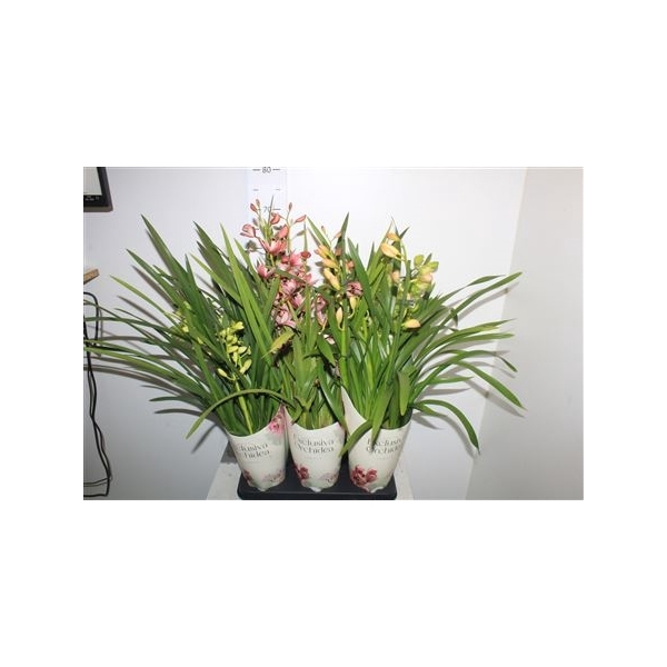 <h4>Cymbidium Gem 4 Branches</h4>