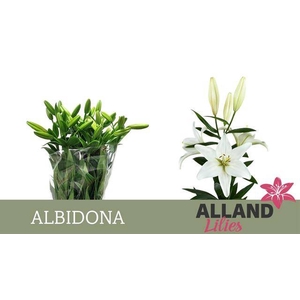 Li La Albidona   2 kop