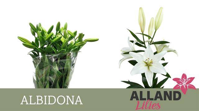 <h4>Li La Albidona</h4>