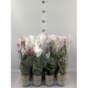 Phalaenopsis   ...mix
