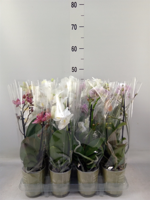 <h4>Phalaenopsis   ...mix</h4>