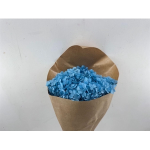 Pres Hydrangea Lightblue Bunch