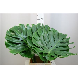 Monstera 45