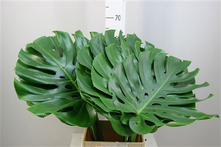 Monstera 45