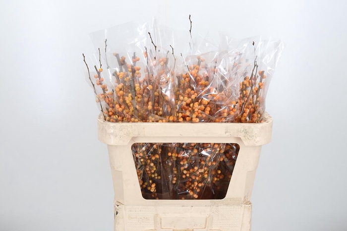 <h4>Ilex Golden Verboom</h4>