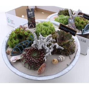 ARR SEMPERVIVUM