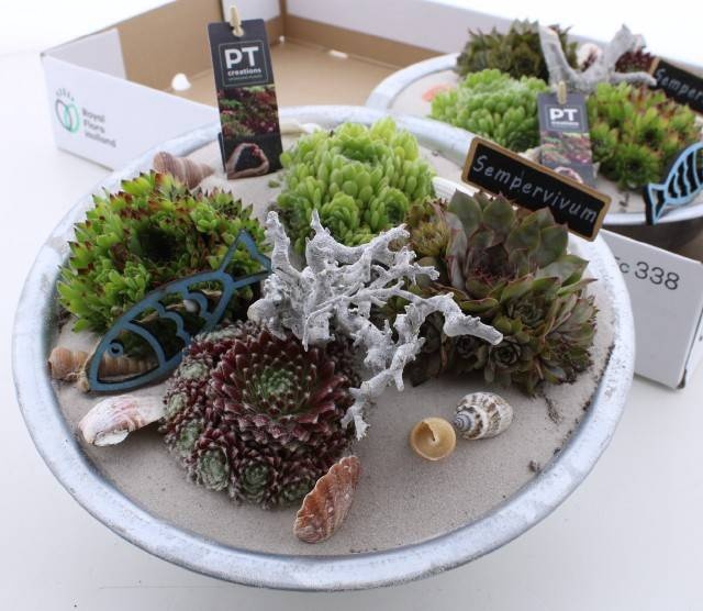 <h4>ARR SEMPERVIVUM</h4>