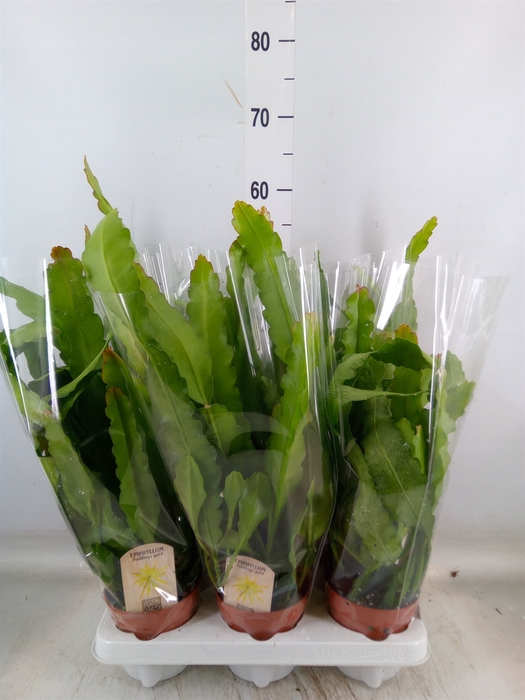 <h4>Epiphyllum   ...</h4>