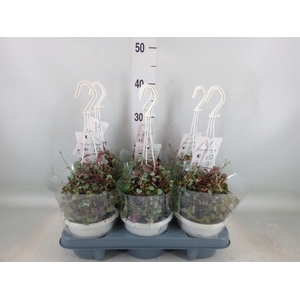 Ceropegia woodii 'Silver Glory'