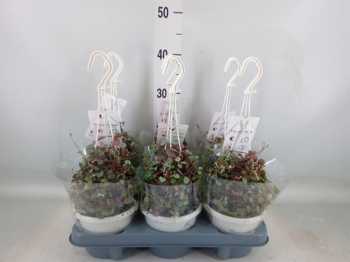 <h4>Ceropegia woodii 'Silver Glory'</h4>