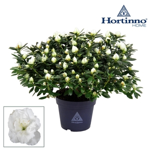 Hortinno® Home 'wit' 35 - 37 cm