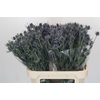 Eryngium Blue Dynamite