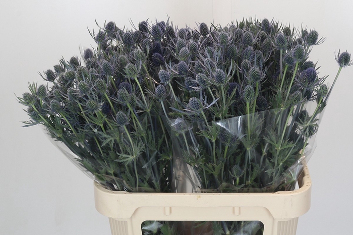 Eryngium Blue Dynamite