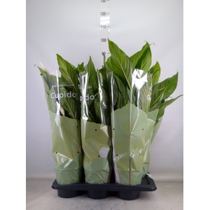 Spathiphyllum  'Bingo Cupido'