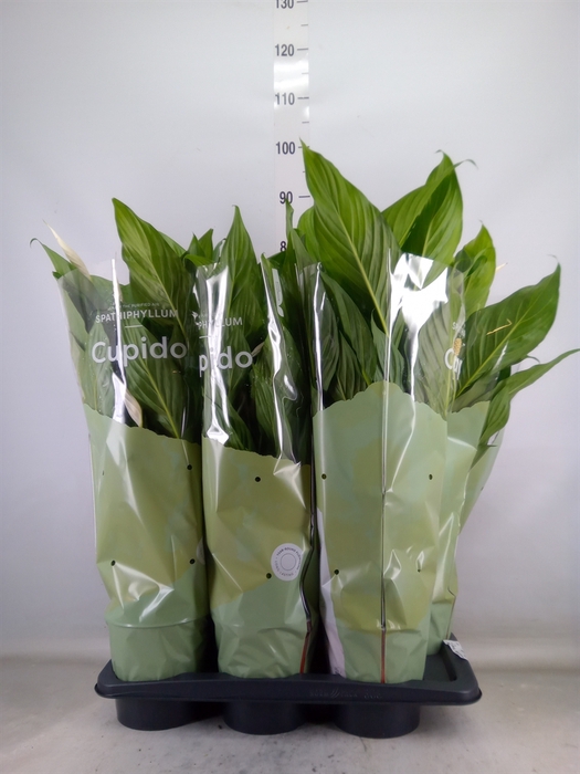 <h4>Spathiphyllum  'Bingo Cupido'</h4>