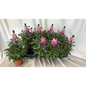 ERYS LEY PURPLE GLOW