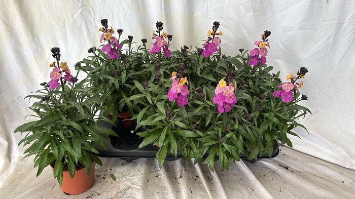 <h4>ERYS LEY PURPLE GLOW</h4>