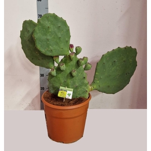 OPUNTIA
