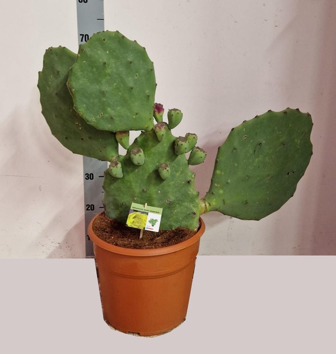 <h4>OPUNTIA</h4>