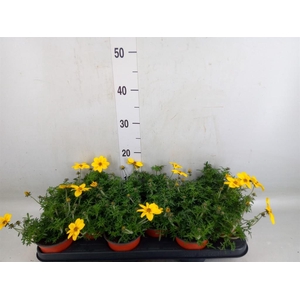 Bidens   ...