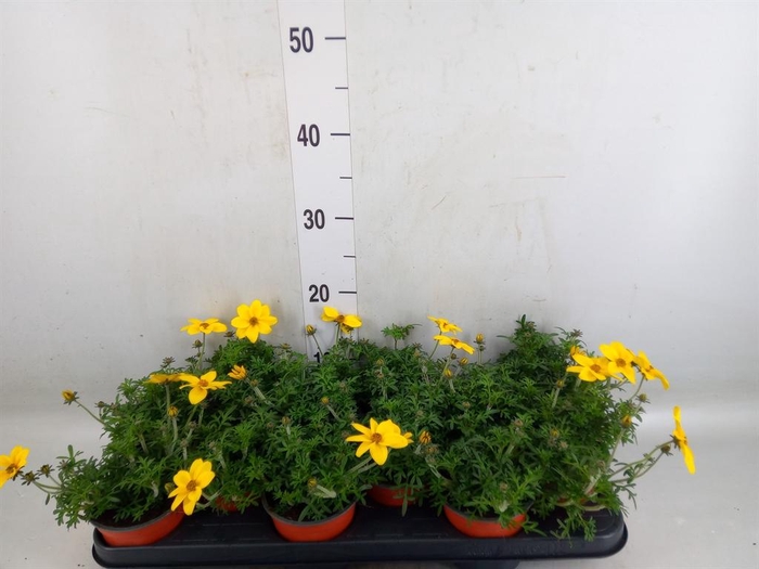 <h4>Bidens   ...</h4>