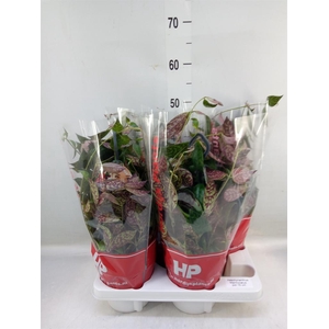 Aeschynanthus marmoratus