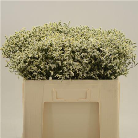 Limonium Sinense China White