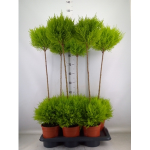 Cupressus macro. 'Goldcrest' .shape