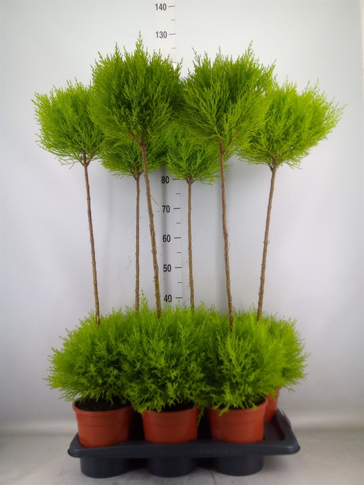 <h4>Cupressus macro. 'Goldcrest' .shape</h4>