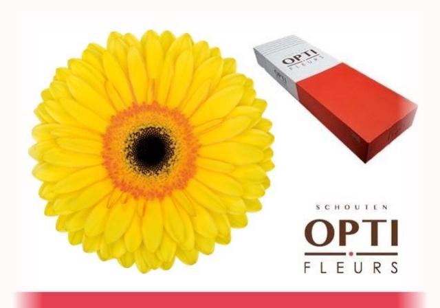 <h4>GE GR APOLLO</h4>