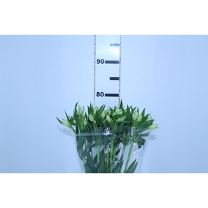 ALSTROEMERIA AVALANGE 080 CM