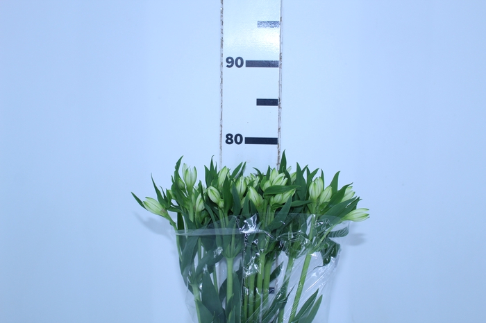 ALSTROEMERIA AVALANGE 080 CM