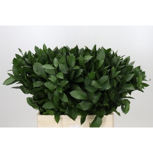 RUSCUS HYPOPHYLLUM