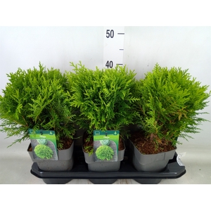 Thuja occid. 'Danica'