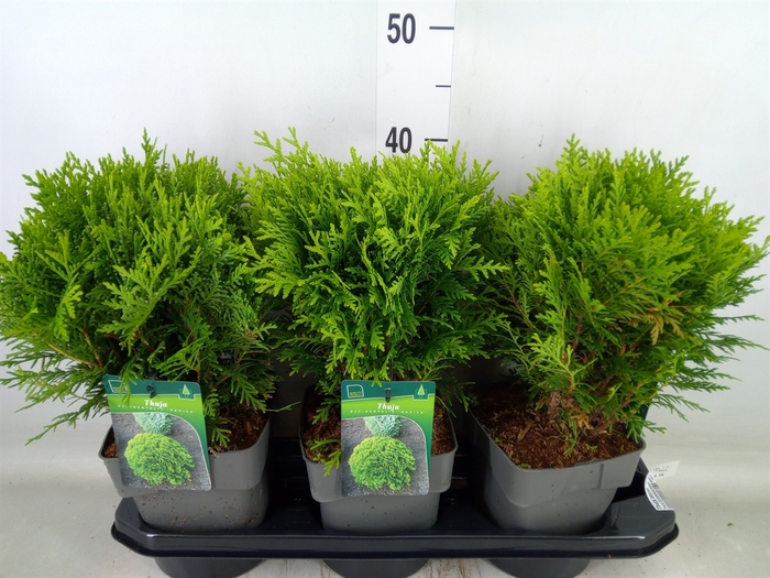 <h4>Thuja occid. 'Danica'</h4>