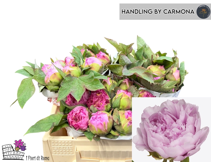 <h4>PAEO SU GIOIA PINK</h4>