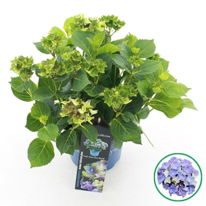 Hydrangea macr. Royalty® 'Lady Mata Hari'® Blauw C3.5 (20cm.) Kn.